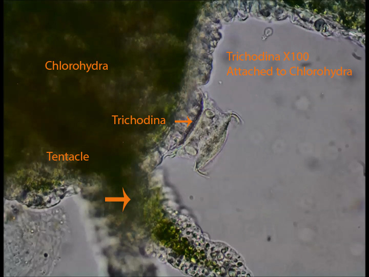 Chlorohydra spp and Trichodina spp.jpg