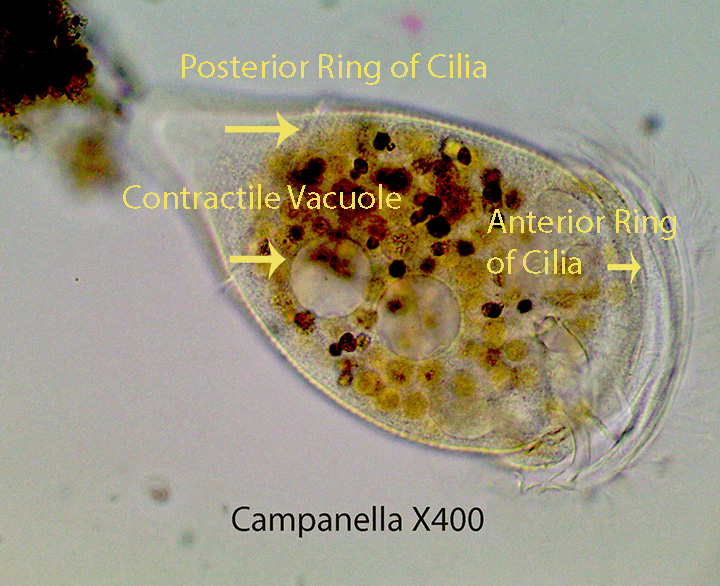 Ciliate Campanella spp.jpg