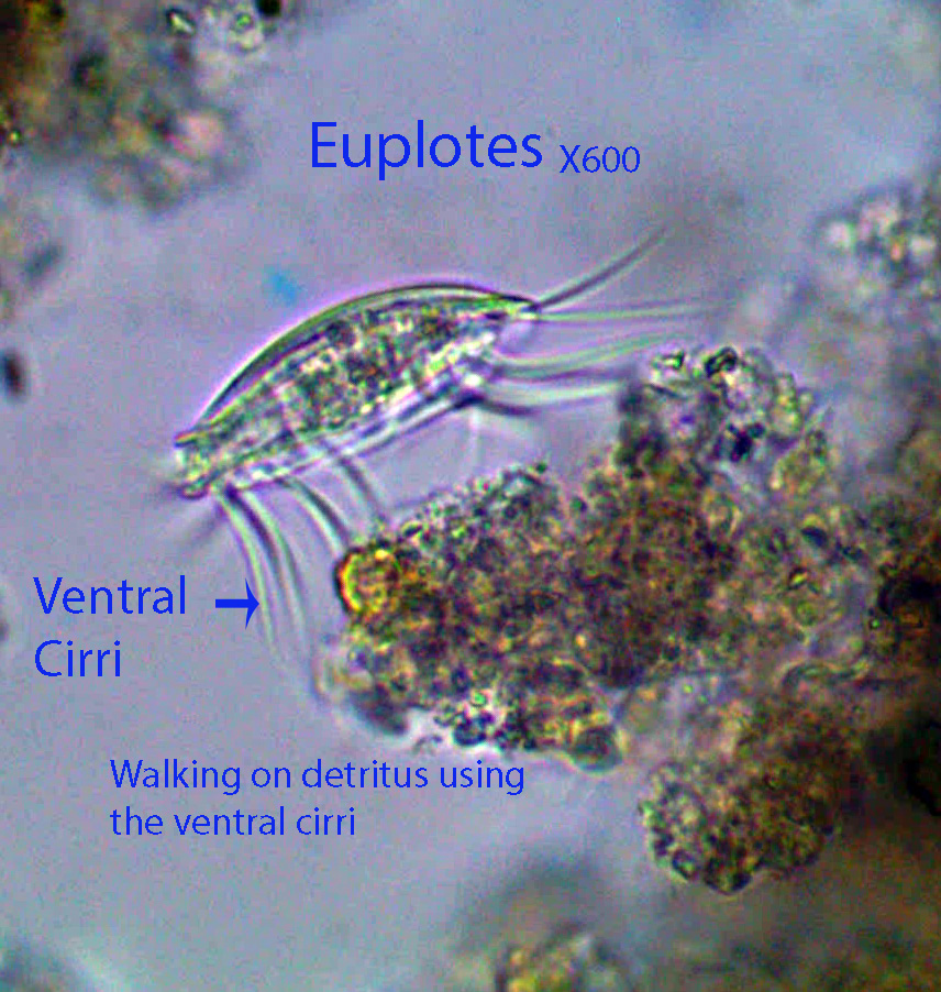 ciliate-euplotes