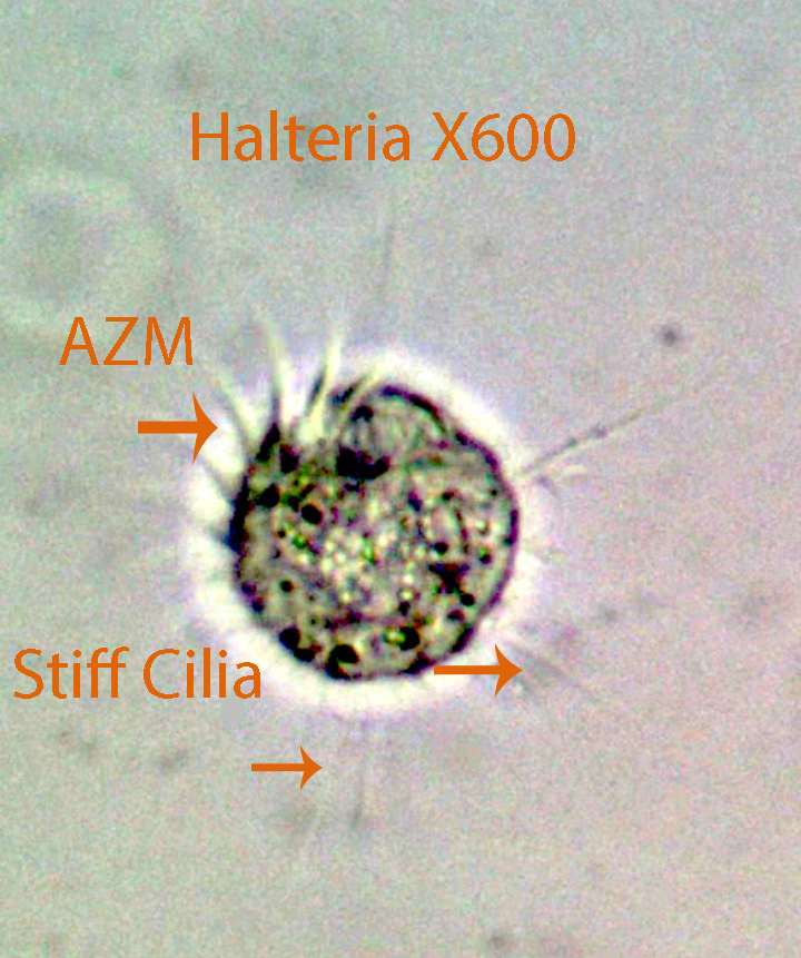 Ciliate Halteria spp.jpg
