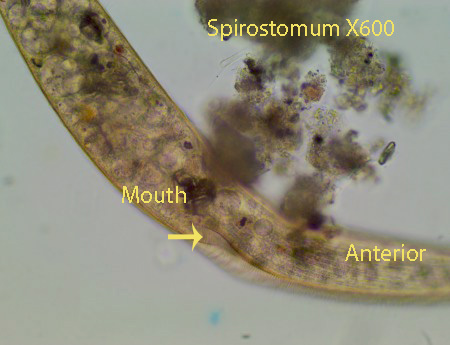 ciliate-spirostomum-x600-mouth-marsh-pool-tp-7-17-2015.jpg