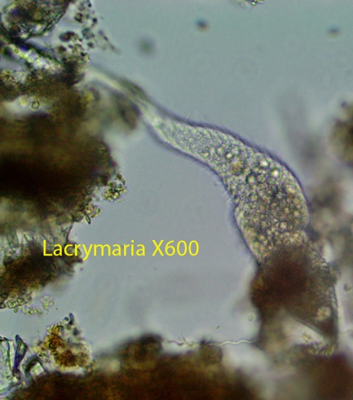Ciliate Lacrymaria spp (2)vv