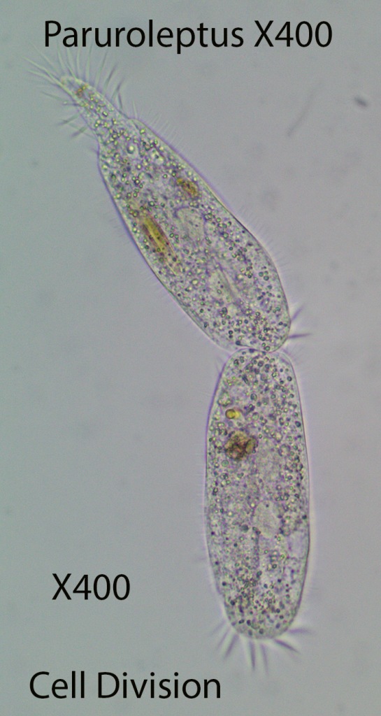 Ciliate Paruroleptus  spp, X400 Baybridge Microscopic Invertebrates 8 19 2014 (2)