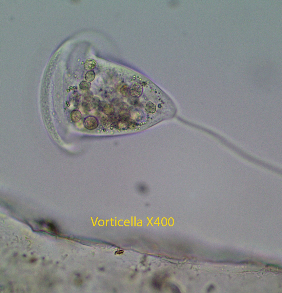 Ciliate Vorticella spp
