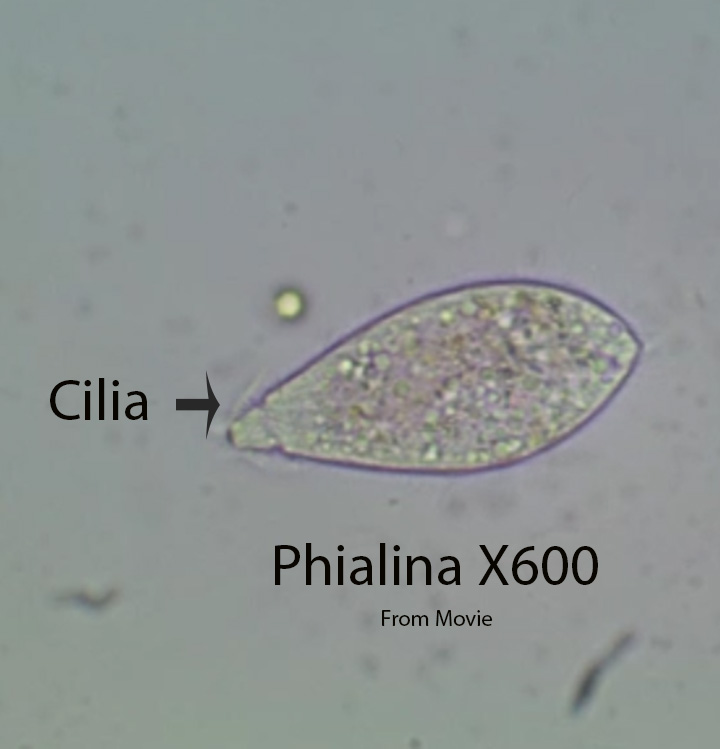 Phialina X600