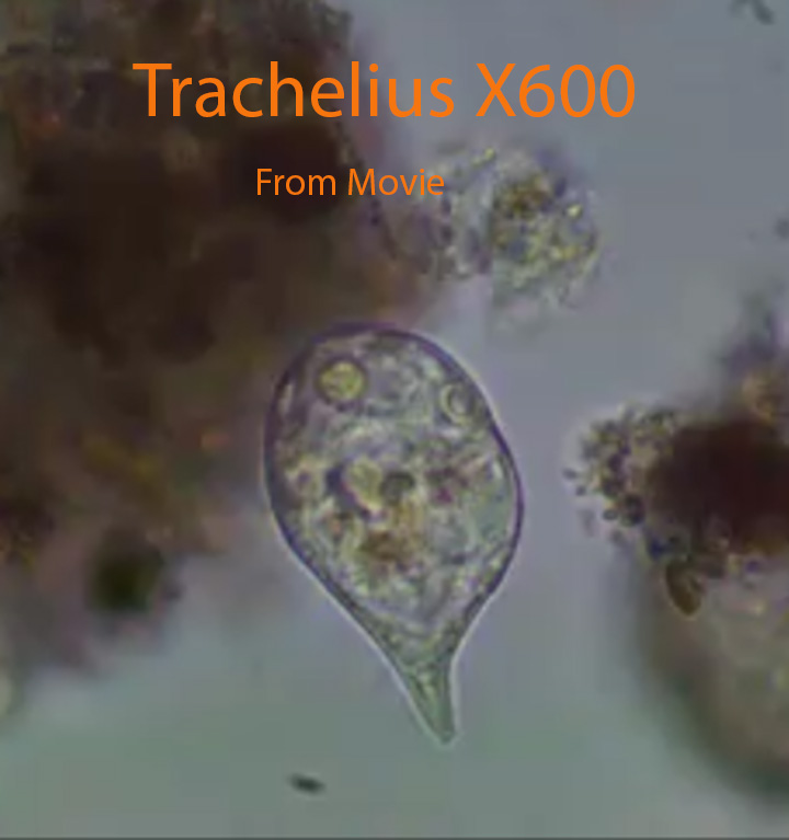 Trachelius X600.jpg